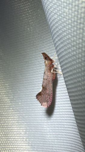 Red-fanned Planthopper