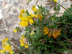 Lotus longisiliquosus
