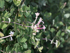 Lonicera implexa