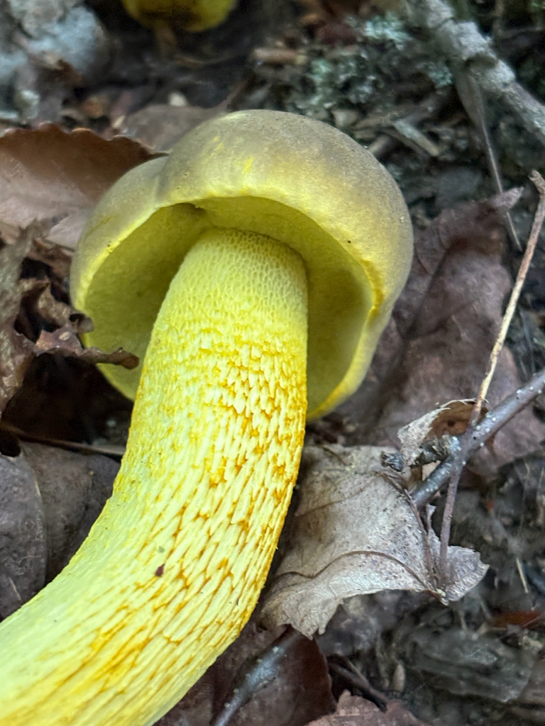 Ornate-stalked bolete · August 2026 · photo: Photo: (c) delognut, some rights reserved (CC BY) · iNaturalist