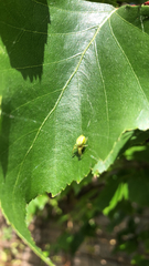 Araniella cucurbitina