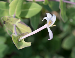 Lonicera implexa