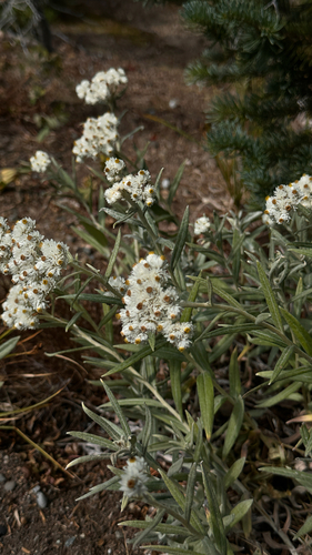 pearly everlasting
