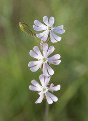 Silene secundiflora