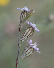 Silene secundiflora