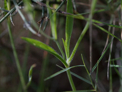 Silene secundiflora