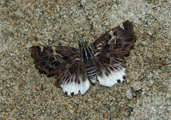 Darpa hanria