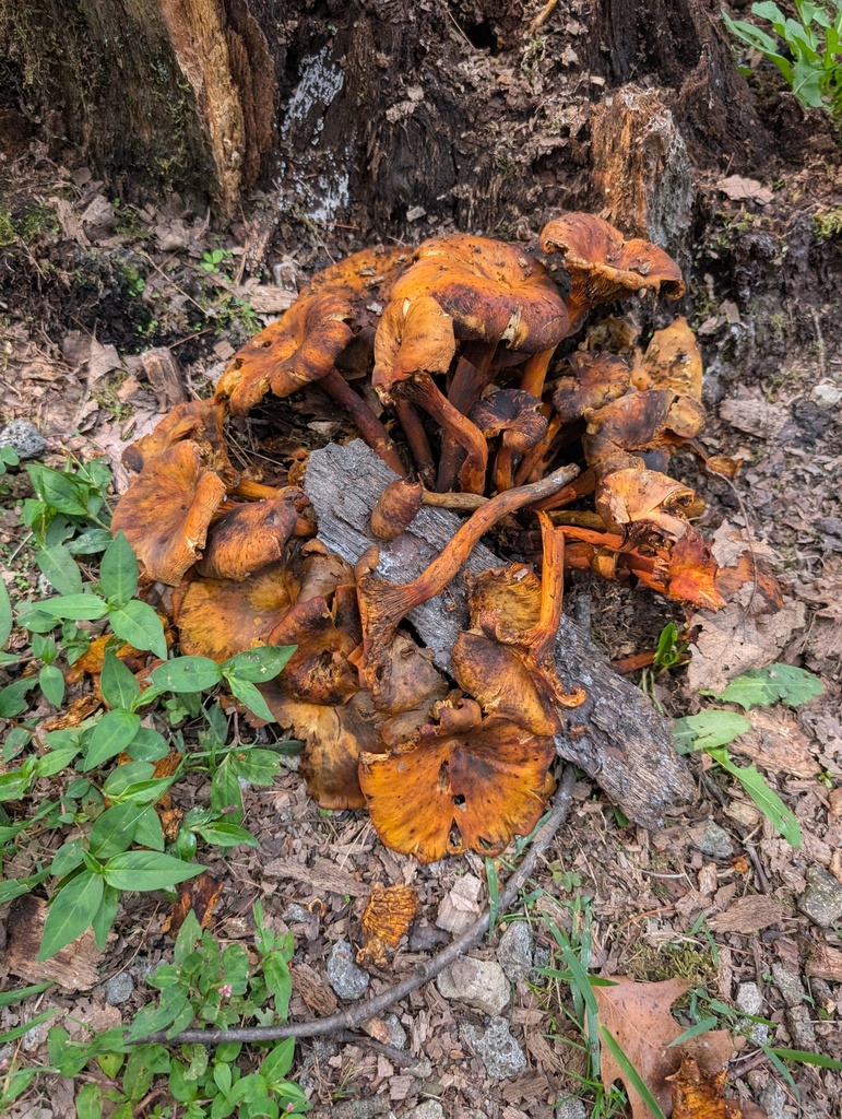 Eastern American jack-o'-lantern · August 2026 · photo: Photo: (c) Michael and Antoni Hinczewski, some rights reserved (CC BY) · iNaturalist