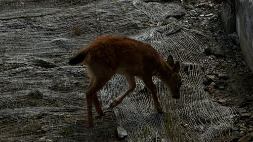 Columbian Black-tailed Deer