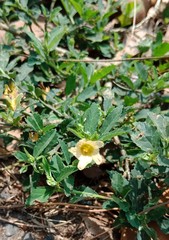 Sida rhombifolia insularis