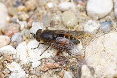 Hybomitra bimaculata