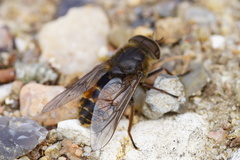 Hybomitra bimaculata