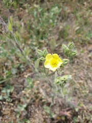 Potentilla hirta