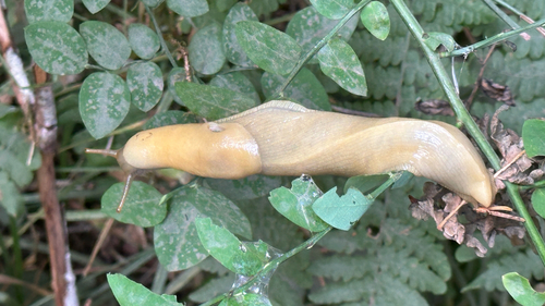 Pacific Banana Slug