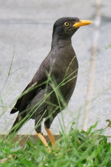 Acridotheres javanicus