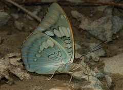 Euthalia patala