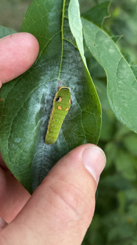 Spicebush Swallowtail