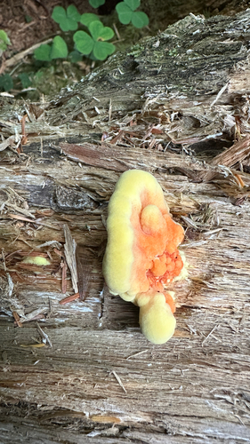 Conifer Chicken of the Woods