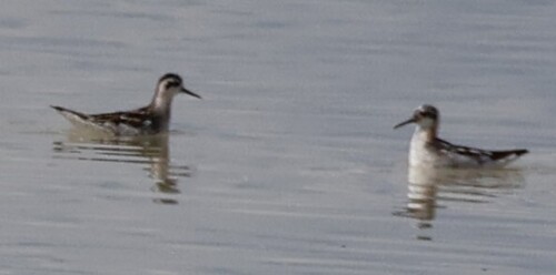Red-necked Phalarope