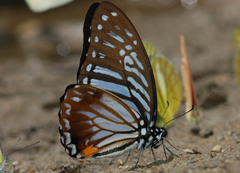 Graphium xenocles