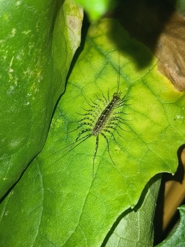 Japanese House Centipede