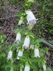 Campanula punctata punctata