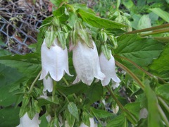 Campanula punctata punctata