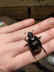 Dichotomius carolinus