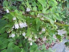 Campanula punctata punctata