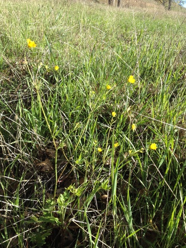 iNaturalist observation photo of California buttercup