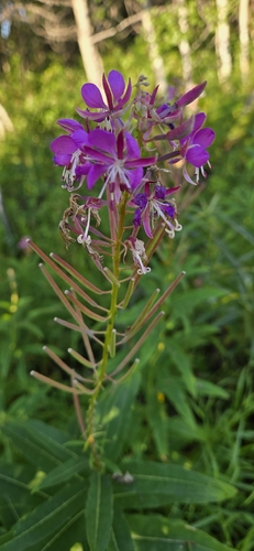 fireweed