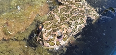 Bufotes viridis viridis