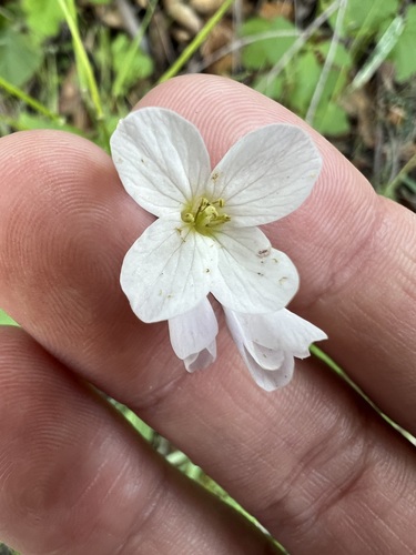 Cardamine californica, photograph 6