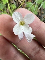 Cardamine californica, photograph author not stated, no rights reserved