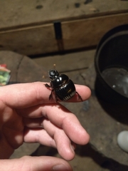 Dichotomius carolinus