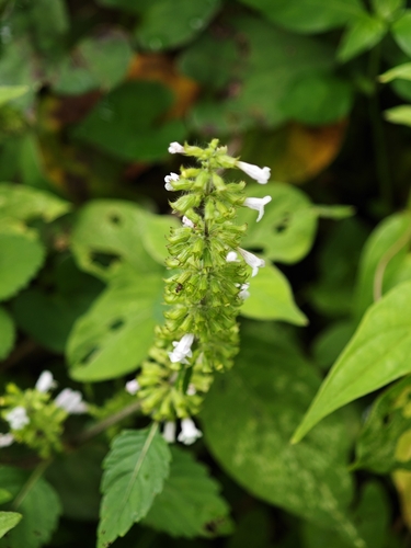 Clinopodium gracile