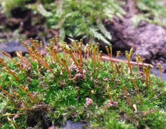 Anacamptodon splachnoides