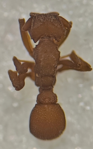 Cyphomyrmex wheeleri