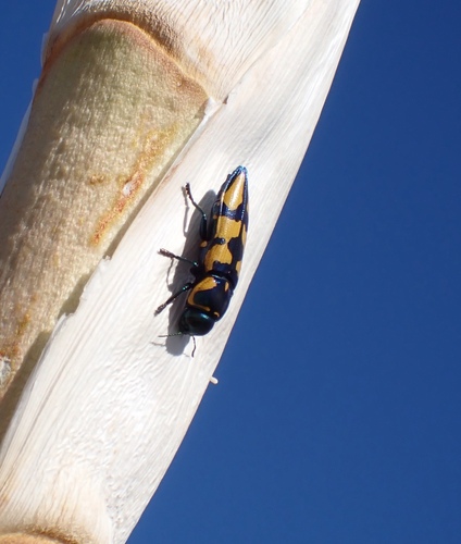 Thrincopyge alacris