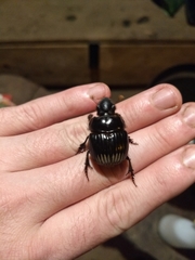 Dichotomius carolinus