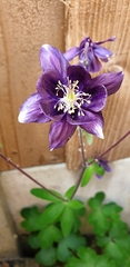 Aquilegia vulgaris