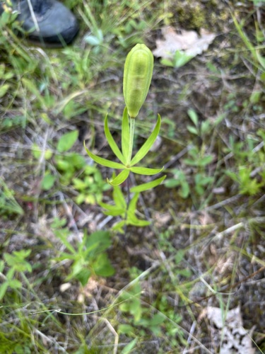 Lilium philadelphicum, photograph 6
