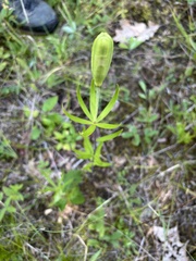 Lilium philadelphicum, photograph author not stated, no rights reserved