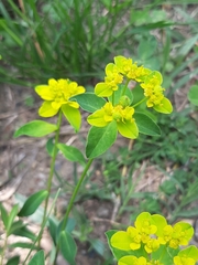 Helioscopia