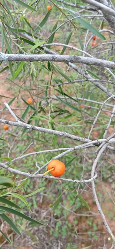 Native apricot