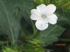 Barleria elegans orientalis