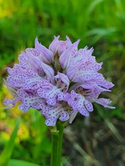 Neotinea tridentata commutata