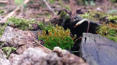 Anacamptodon splachnoides