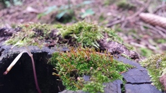 Anacamptodon splachnoides