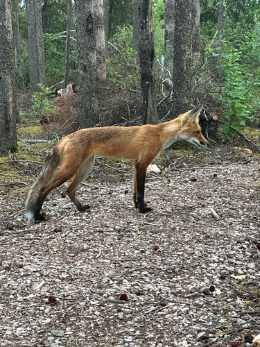Red Fox